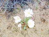 I Canyon Lands 14 : America, Canyonlands National Park, Flowers, Hiking, Spring, USA, Utah