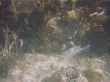 Dry Tortugas 11 : America, Dry Tortugas National Park, Florida, Sightseeing, Snorkeling, Underwater Features, USA, Winter