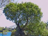 Australia 004