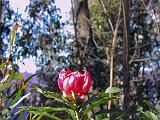 Australia 029