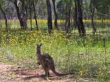 Australia 045