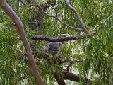 Australia 087