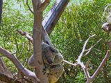 Australia 088