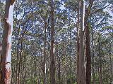 Australia 104