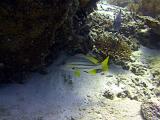 F Heron Island 12