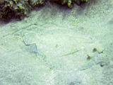 St Lucia 060 : Diving