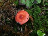 Belvidere Fall 050