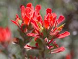 Pinnacles 004