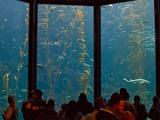 Aquarium 004