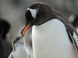 Antarctica 175