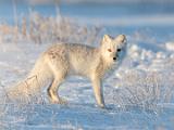 Hudson Bay 063
