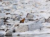 Hudson Bay 071