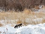 Hudson Bay 073