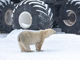 Hudson Bay 089
