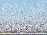 Lanting Birds 019