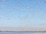 Lanting Birds 021