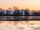 Lanting Birds 025