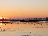 Lanting Birds 028