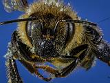 F Bees 004