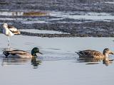 Don Edwards NWR 001