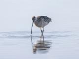 Don Edwards NWR 002