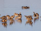 Don Edwards NWR 010