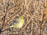 Don Edwards NWR 013