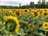 Sunflowers 002