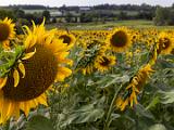 Sunflowers 003