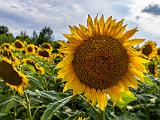 Sunflowers 004