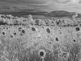 Sunflowers 006