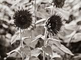 Sunflowers 007