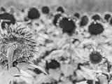 Sunflowers 008