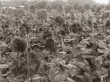 Sunflowers 009