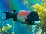 Aquarium 007