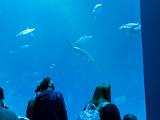 Into the Deep 006