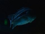 Into the Deep 024