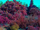 Arboretum 015