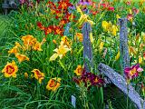 Day Lilies 002