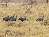 Botswana 021