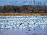 Bosque del Apache 002