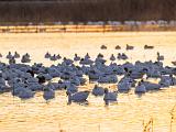Bosque del Apache 004