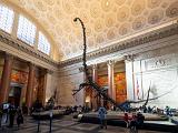 B AMNH 001