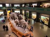 B AMNH 016