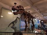 B AMNH 020