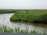 B Bombay Hook 002