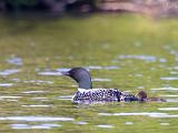 Loons 001