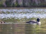 Loons 003
