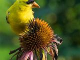 Goldfinch 004