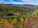 Foliage 014